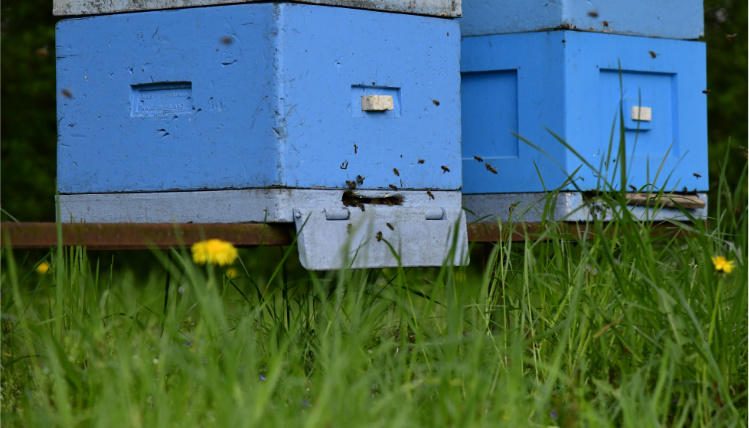 Zbliżenie na trawnik z mleczem, który rośnie przed ulami w pasiece w Sielinku. Przed dwoma ulami latają pszczoły.