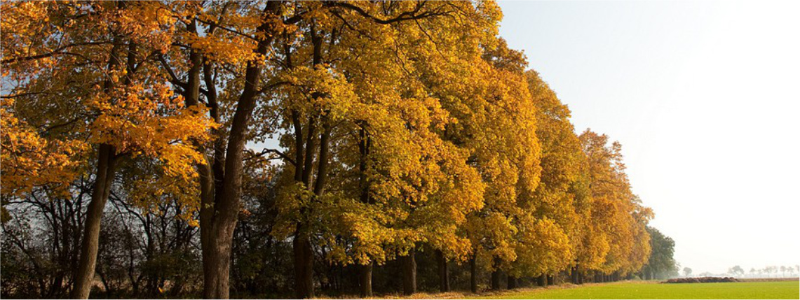 Skraj lasu, z drzewami pokrytymi żółtymi, jesiennymi liśćmi.