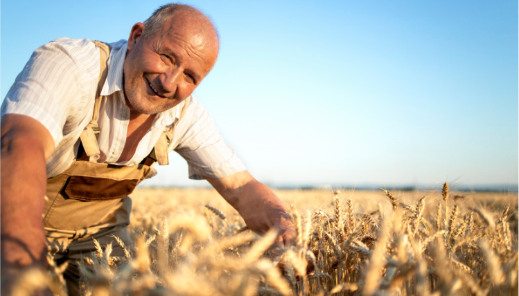 Starszy agronom ocenia dojrzałe zboże