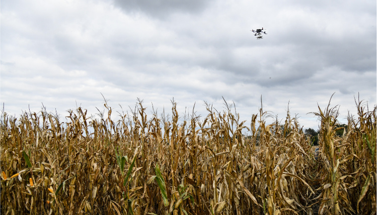 Dron zrzuca kruszynka na pole kukurydzy