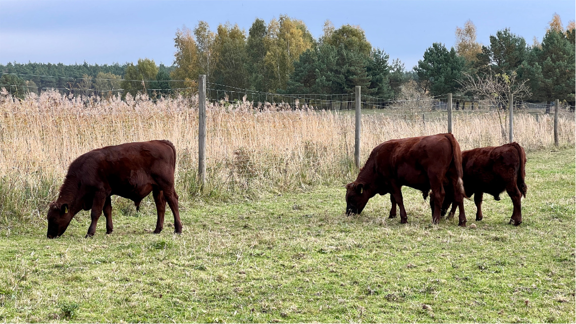 Ciężarna krowa rasy polskiej czerwonej