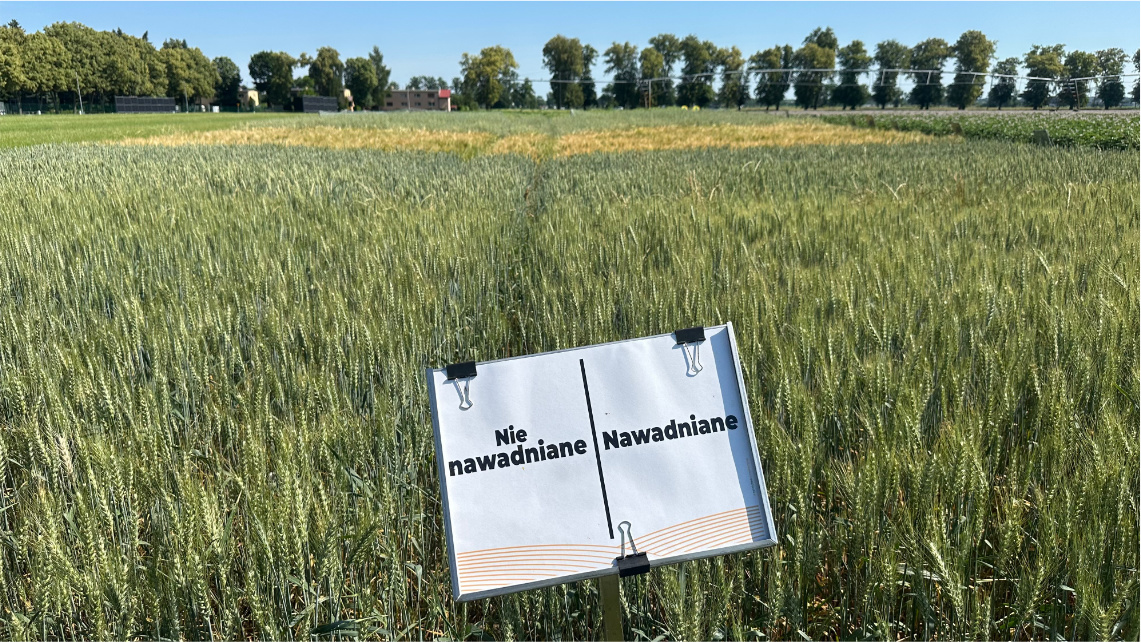 Zboża dojrzewają, rolnicy szacują plon