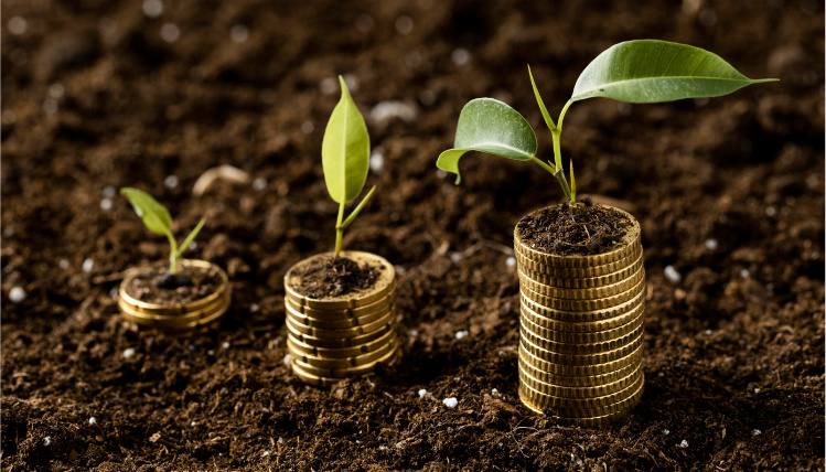 Na ziemi leżą trzy stosy monet, na których są liście sadzonek.