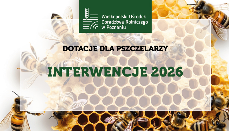 grafika ilustracyjna