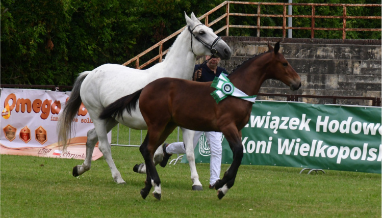 wodr poznan lead premiowanie zrebiat 2026