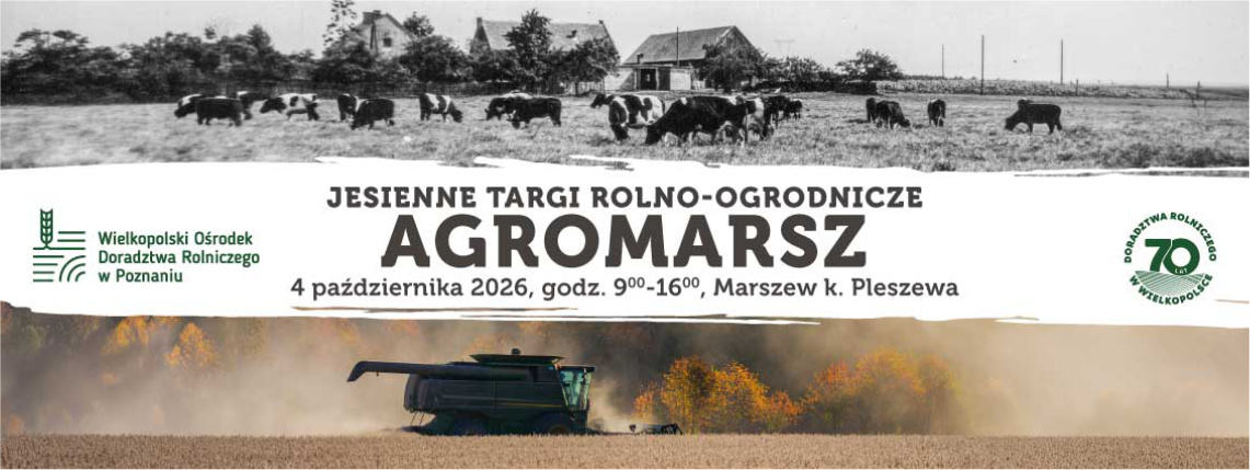 grafika ilustracyjna