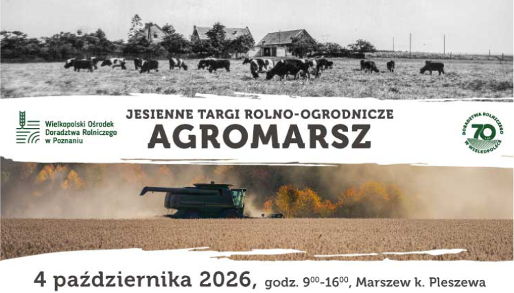 grafika ilustracyjna