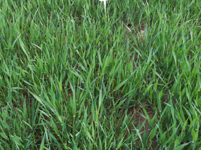 Zdjęcie 3. jęczmienia ozimego BORDEAUX z DANKO Hodowli Roślin na polu demonstracyjnym w Sielinku 10.04.2024