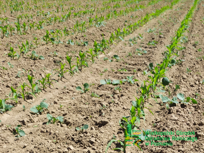 Zdjęcie 1. kukurydzy DKC 3719 z DEKALB na polu demonstracyjnym w Sielinku 17.05.2024