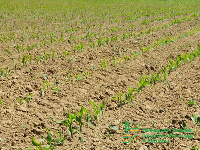 Zdjęcie 1. kukurydzy DKC 5110 z DEKALB na polu demonstracyjnym w Sielinku 17.05.2024