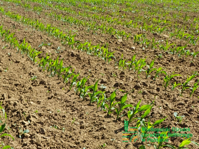 Zdjęcie 2. kukurydzy DKC 5110 z DEKALB na polu demonstracyjnym w Sielinku 17.05.2024