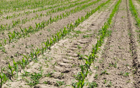 Zdjęcie kukurydzy FARMODENA z FARMSAAT na polu demonstracyjnym w Sielinku 17.05.2024