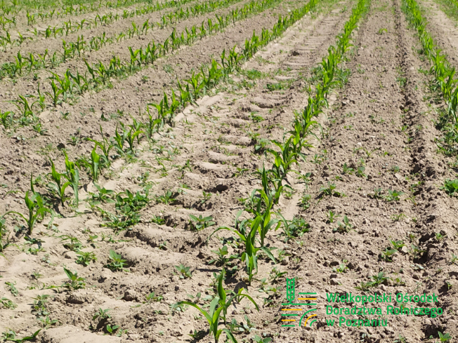Zdjęcie 1. kukurydzy Farmodena z FARMSAAT na polu demonstracyjnym w Sielinku 17.05.2024