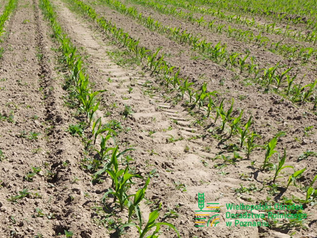 Zdjęcie 2. kukurydzy Farmodena z FARMSAAT na polu demonstracyjnym w Sielinku 17.05.2024