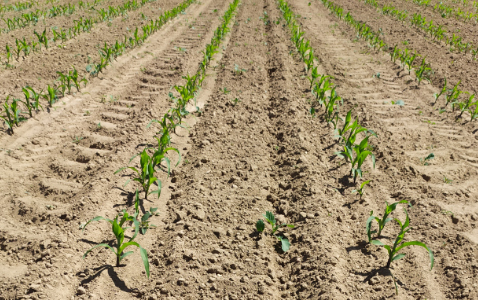 Zdjęcie kukurydzy FARMORITZ z FARMSAAT na polu demonstracyjnym w Sielinku 17.05.2024
