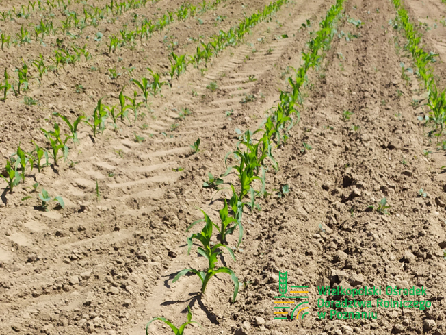 Zdjęcie 1. kukurydzy FARMROCK z FARMSAAT na polu demonstracyjnym w Sielinku 17.05.2024