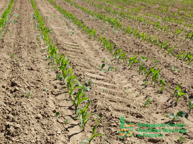 Zdjęcie 2. kukurydzy FARMROCK z FARMSAAT na polu demonstracyjnym w Sielinku 17.05.2024