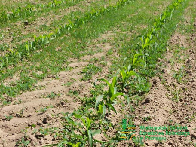 Zdjęcie 1. kukurydzy SM KURANT z Hodowli Roślin SMOLICE na polu demonstracyjnym w Sielinku 17.05.2024