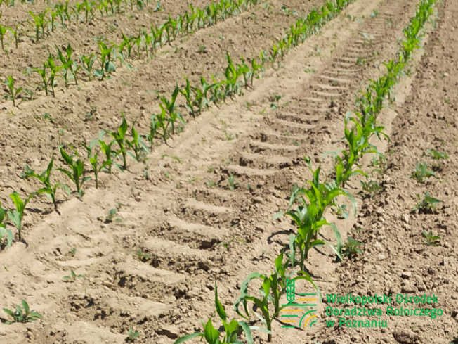 Zdjęcie 1. kukurydzy SM PERSEUS z Hodowli Roślin SMOLICE na polu demonstracyjnym w Sielinku 17.05.2024