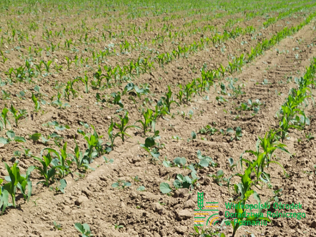 Zdjęcie 1. kukurydzy NATAELO z KWS POLSKA na polu demonstracyjnym w Sielinku 17.05.2024