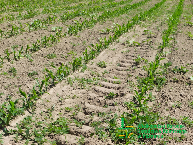 Zdjęcie 1. kukurydzy ES INVENTIVE z LIDEA Seeds na polu demonstracyjnym w Sielinku 17.05.2024