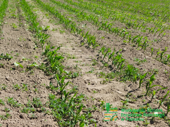 Zdjęcie 2. kukurydzy ES INVENTIVE z LIDEA Seeds na polu demonstracyjnym w Sielinku 17.05.2024