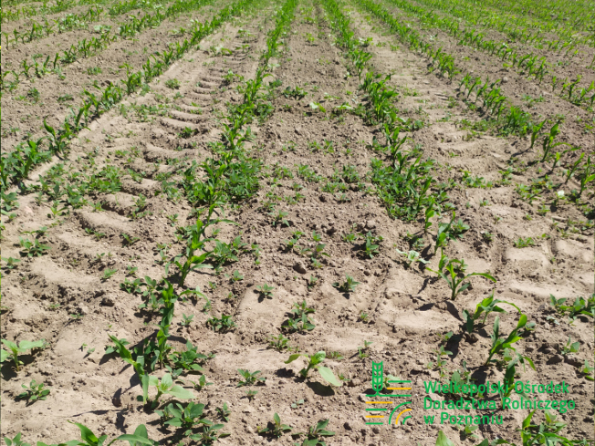 Zdjęcie 3. kukurydzy ES INVENTIVE z LIDEA Seeds na polu demonstracyjnym w Sielinku 17.05.2024