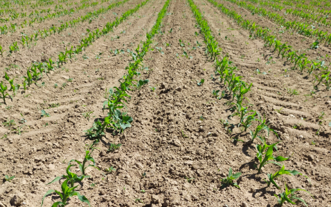 Zdjęcie kukurydzy ES MYFRIEND z LIDEA Seeds na polu demonstracyjnym w Sielinku 17.05.2024