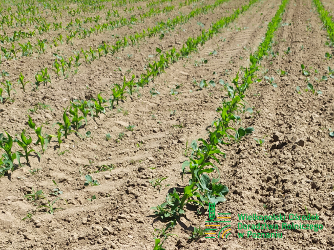 Zdjęcie 1. kukurydzy ES MYFRIEND z LIDEA Seeds na polu demonstracyjnym w Sielinku 17.05.2024