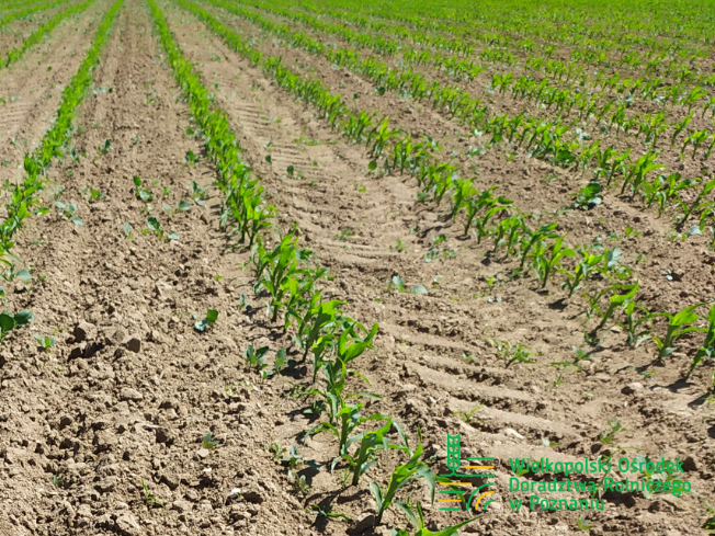 Zdjęcie 2. kukurydzy ES MYFRIEND z LIDEA Seeds na polu demonstracyjnym w Sielinku 17.05.2024