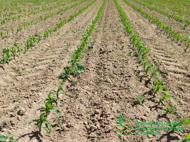 Zdjęcie 3. kukurydzy ES MYFRIEND z LIDEA Seeds na polu demonstracyjnym w Sielinku 17.05.2024