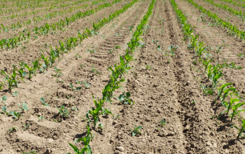 Zdjęcie kukurydzy ES SKYTOWER z LIDEA Seeds na polu demonstracyjnym w Sielinku 17.05.2024