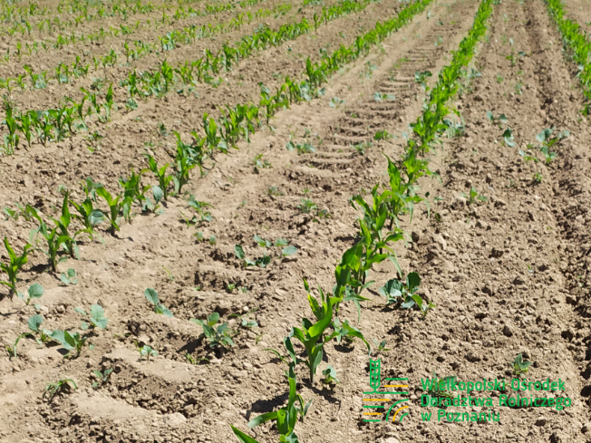 Zdjęcie 1. kukurydzy ES SKYTOWER z LIDEA Seeds na polu demonstracyjnym w Sielinku 17.05.2024