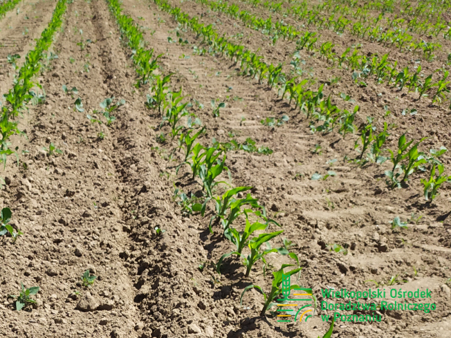 Zdjęcie 2. kukurydzy ES SKYTOWER z LIDEA Seeds na polu demonstracyjnym w Sielinku 17.05.2024