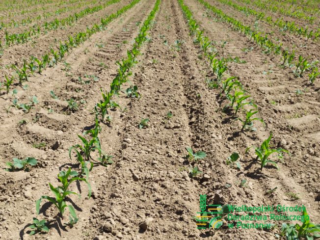 Zdjęcie 3. kukurydzy ES SKYTOWER z LIDEA Seeds na polu demonstracyjnym w Sielinku 17.05.2024
