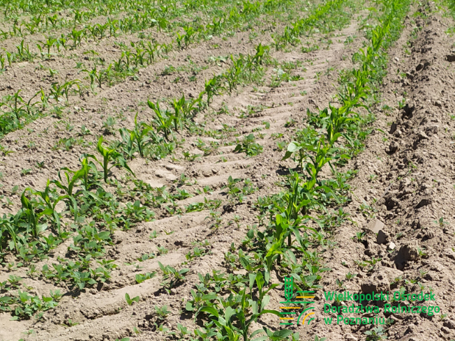 Zdjęcie 1. kukurydzy LID 2210 C z LIDEA Seeds na polu demonstracyjnym w Sielinku 17.05.2024