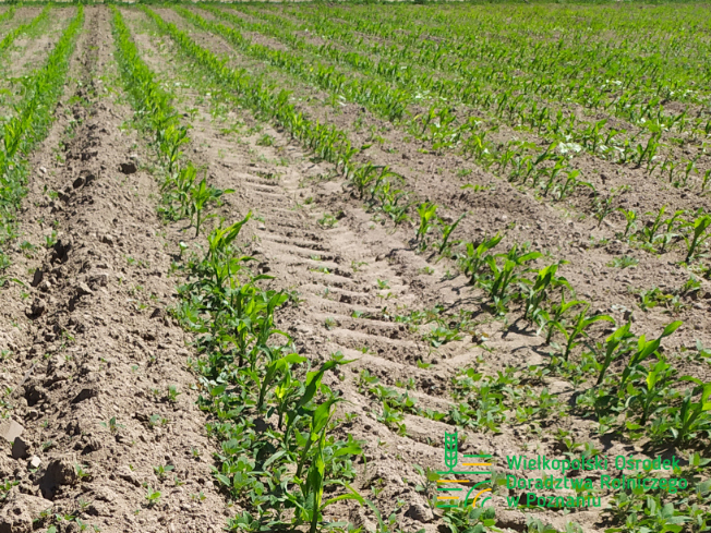 Zdjęcie 2. kukurydzy LID 2210 C z LIDEA Seeds na polu demonstracyjnym w Sielinku 17.05.2024