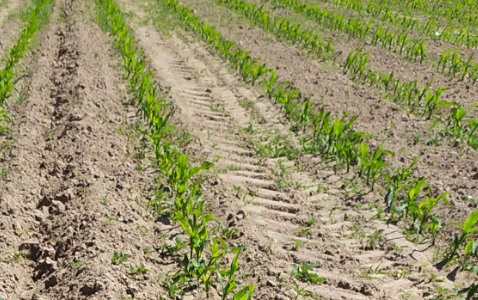 Zdjęcie kukurydzy LOKATA z Małopolskiej Hodowli Roślin na polu demonstracyjnym w Sielinku 17.05.2024