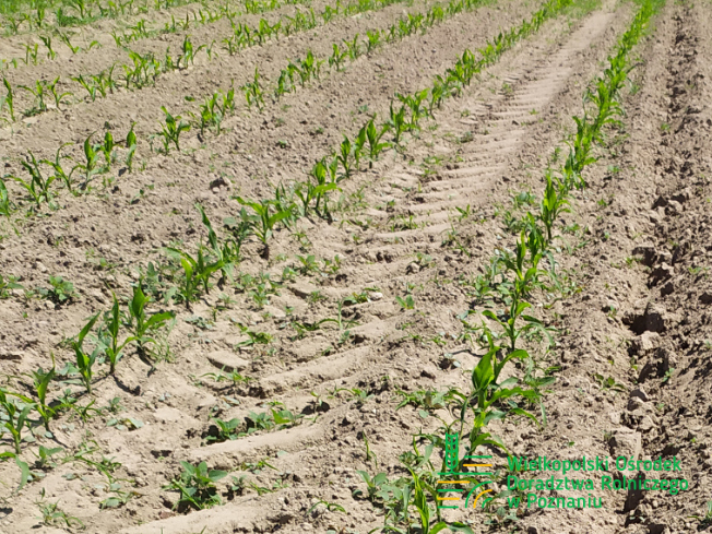 Zdjęcie 1. kukurydzy LOKATA z Małopolskiej Hodowli Roślin na polu demonstracyjnym w Sielinku 17.05.2024