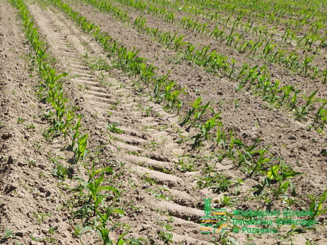 Zdjęcie 2. kukurydzy LOKATA z Małopolskiej Hodowli Roślin na polu demonstracyjnym w Sielinku 17.05.2024