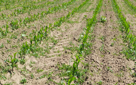 Zdjęcie kukurydzy MAS 23.M z MAS Seeds na polu demonstracyjnym w Sielinku 17.05.2024