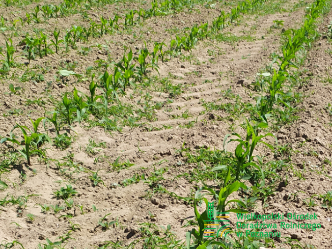Zdjęcie 1. kukurydzy MAS 23.M z MAS Seeds na polu demonstracyjnym w Sielinku 17.05.2024