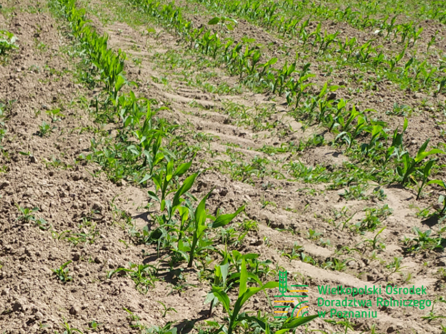 Zdjęcie 2. kukurydzy MAS 23.M z MAS Seeds na polu demonstracyjnym w Sielinku 17.05.2024