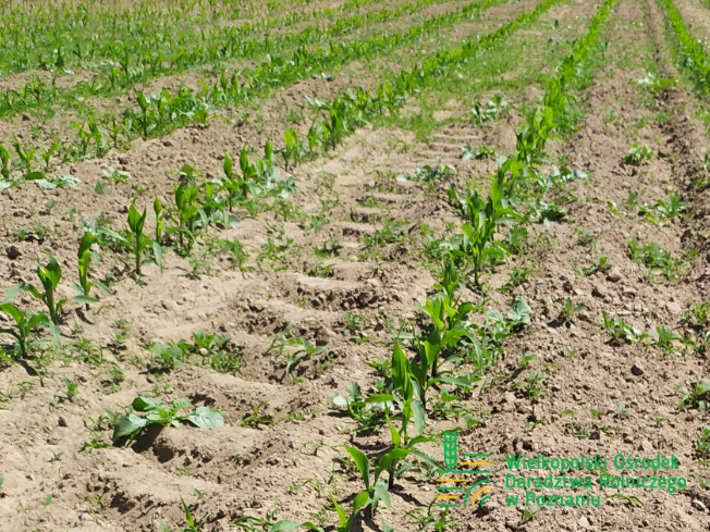 Zdjęcie 1. kukurydzy MAS 306.P z MAS Seeds na polu demonstracyjnym w Sielinku 17.05.2024