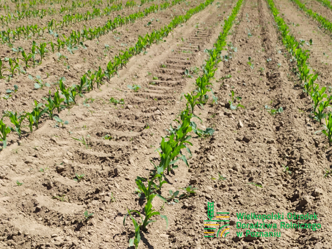 Zdjęcie 1. kukurydzy ATRANS z OSEVA na polu demonstracyjnym w Sielinku 17.05.2024