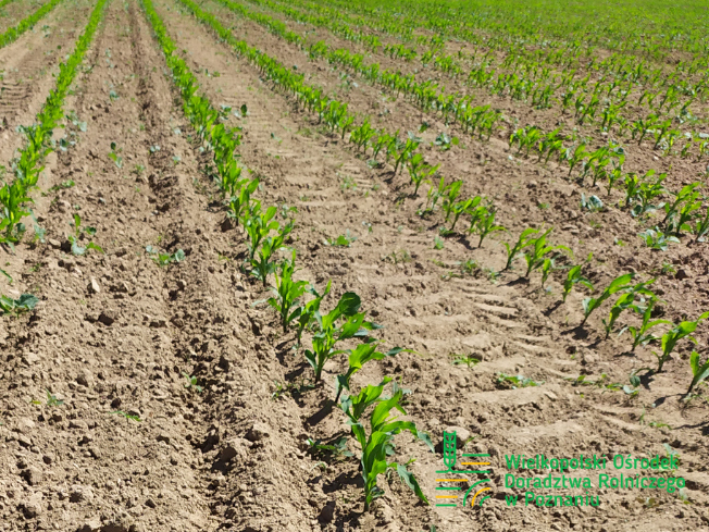 Zdjęcie 2. kukurydzy ATRANS z OSEVA na polu demonstracyjnym w Sielinku 17.05.2024