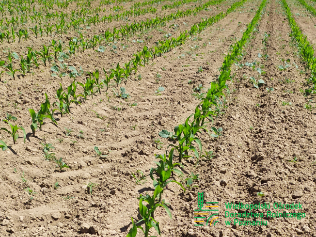 Zdjęcie 1. kukurydzy CELONG z OSEVA na polu demonstracyjnym w Sielinku 17.05.2024
