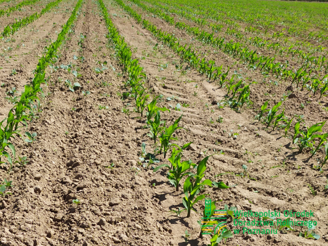 Zdjęcie 2. kukurydzy CELONG z OSEVA na polu demonstracyjnym w Sielinku 17.05.2024