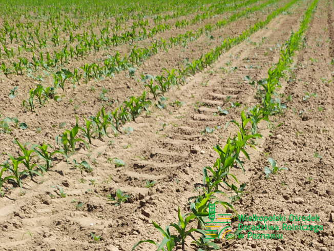 Zdjęcie 1. kukurydzy OP KANDIA z OSEVA na polu demonstracyjnym w Sielinku 17.05.2024