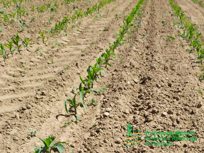 Zdjęcie 1. kukurydzy ZE MONET z OSEVA na polu demonstracyjnym w Sielinku 17.05.2024